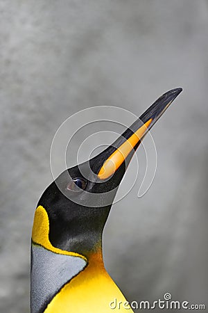 Male king penguin