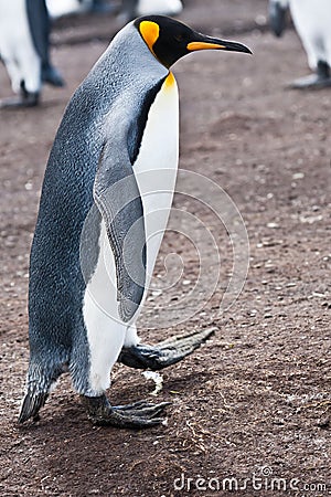 King penguin male