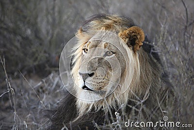 Male Lion