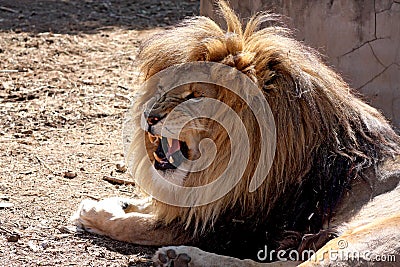 Male Lion