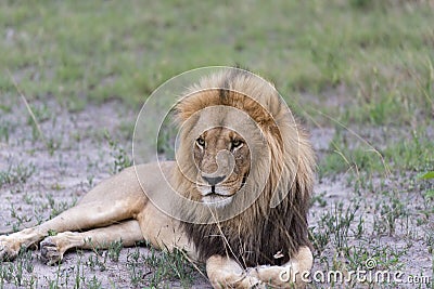 A male lion in the afternoon