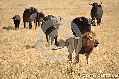 Male lion chased by water buffalos