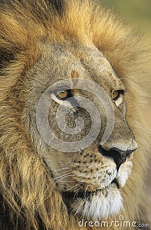 Male Lion close-up of head