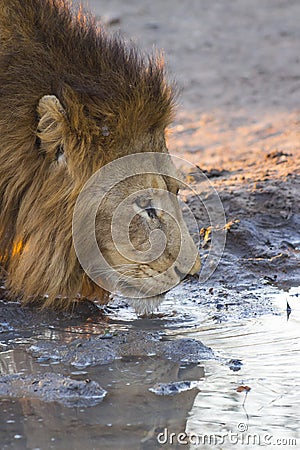 Male lion drinking water 3