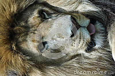 Male lion face