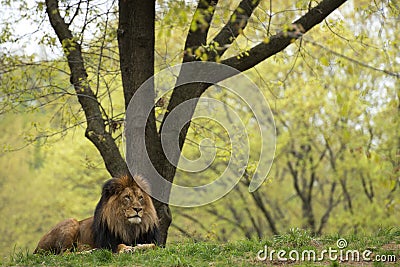 Male lion on forest savana background