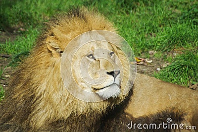 Male lion