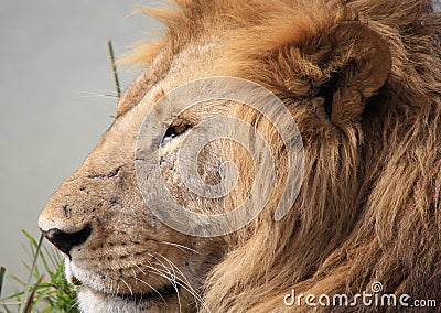 Male lion