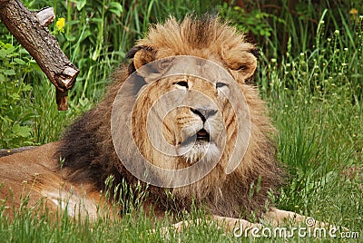 Male lion