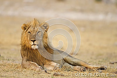 Male lion laying in open field