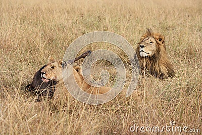 Male lion and lioness watch over dinner