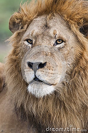 Male Lion portrait in the Masai Mara, Kenya