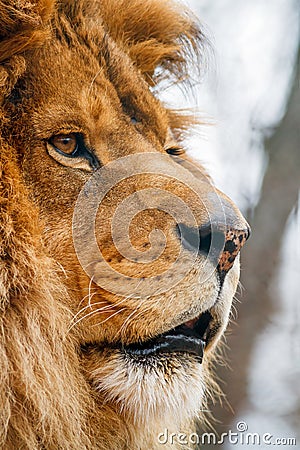 Male Lion in Profile