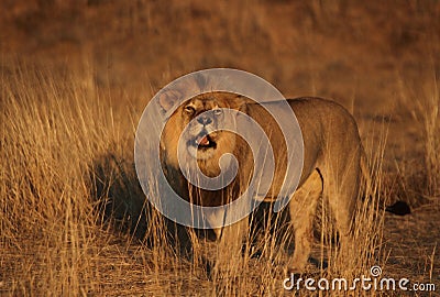 Male lion roaring 3