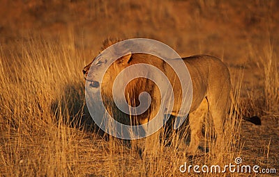 Male lion roaring 5