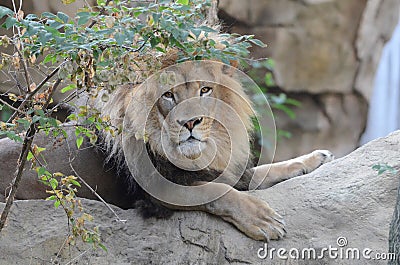 Male lion on rock