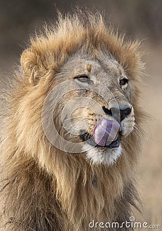 Male Lion in Savuti in Botswana