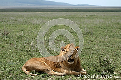 Male Lion - Serengeti Safari, Tanzania, Africa