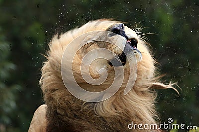 Male Lion Shaking Fur