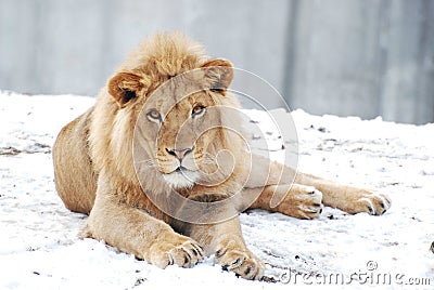 Male lion in the snow