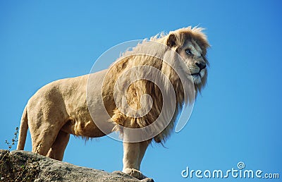 Male Lion Standing