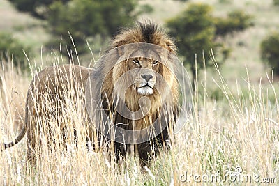 Male lion standing in grassland