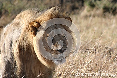 Male Lion Stare