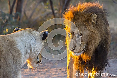 Male lion staring at lioness