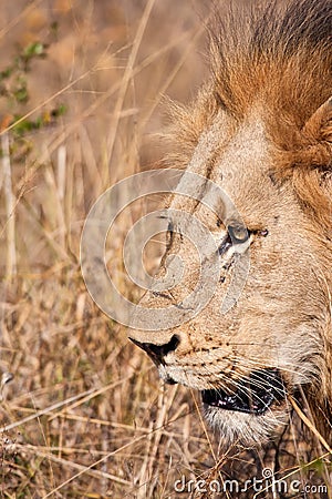 Male lion walk in brown gras