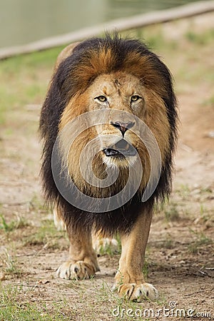 Male lion walking toward camera
