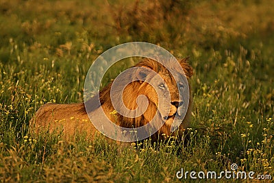 MAle lion with yellow flowers