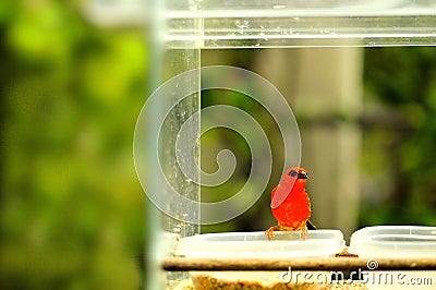 Male Madagascar red fody bird