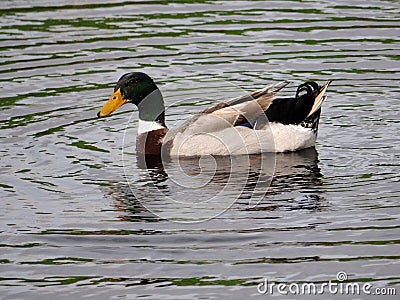 Male Mallard duck in lake
