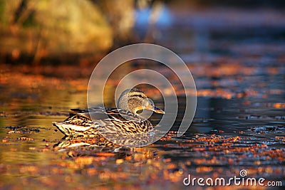 Male mallard duck swimming in the water
