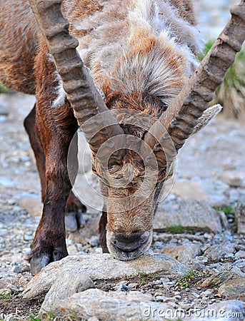 Male mountain Ibex