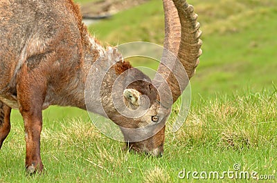 Male mountain ibex