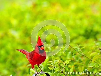 Male Northern Cardinal bird