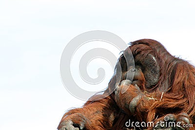 Male orangutan with hand to mouth