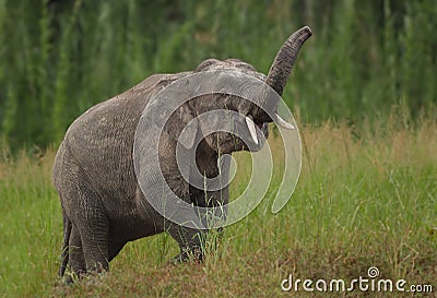 Pygmy male elephant