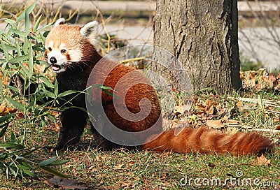 Male Red Panda nibbling on Bamboo