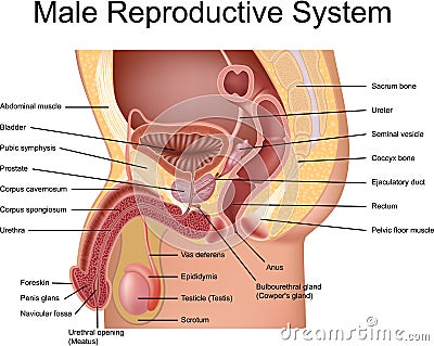 male reproductive system diagram