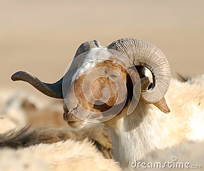 Male Sheep