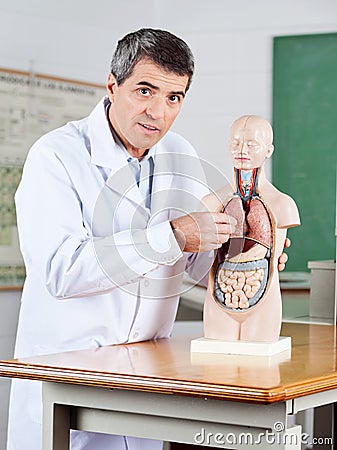 Male Teacher Examining Anatomical Model At Desk