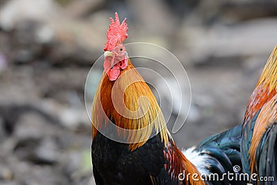 Male Thai native rooster