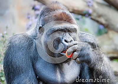 Male Western Gorilla Thoughtfully Eating a Red Tomato