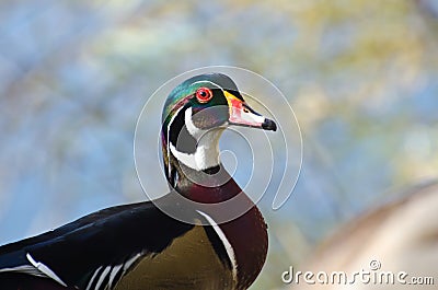 Male Wood Duck Profile