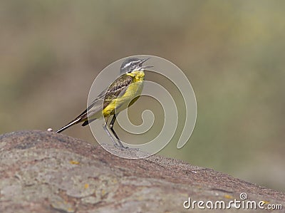 Male yellow wagtail singing in rock.