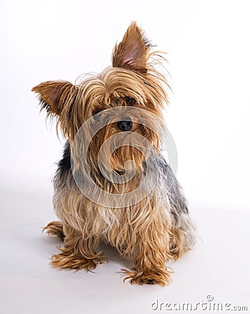 yorkie puppies pictures only yorkie pet stock photos image 22038603 yorkie puppies pictures only yorkie pet stock photos image 22038603