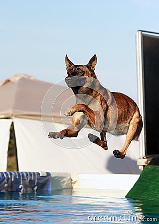 Malinois dog jumping off dock