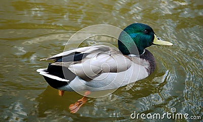 Mallard Duck